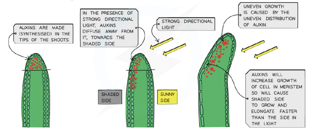 Auxins in Phototropism